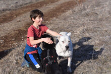 ZDRAVKA, Hund, Dogo Argentino in Bulgarien - Bild 7