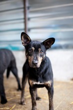 TAYO, Hund, Mischlingshund in Duisburg - Bild 3