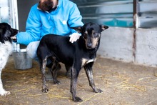 TAYO, Hund, Mischlingshund in Duisburg - Bild 4