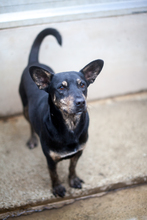 TAYO, Hund, Mischlingshund in Duisburg - Bild 6