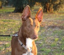 CANELO, Hund, Podenco Maneto in Spanien - Bild 1