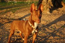 CANELO, Hund, Podenco Maneto in Spanien - Bild 2