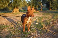 CANELO, Hund, Podenco Maneto in Spanien - Bild 4