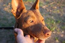 CANELO, Hund, Podenco Maneto in Spanien - Bild 5