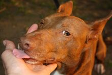 CANELO, Hund, Podenco Maneto in Spanien - Bild 8