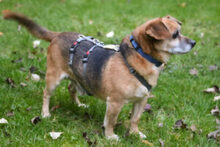 BETI, Hund, Chiweenie in Lauf - Bild 6