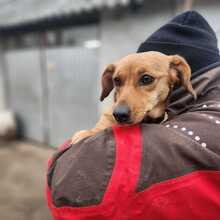 MAGDI, Hund, Dackel-Mix in Ungarn - Bild 1