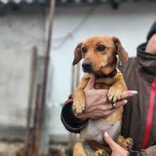 MAGDI, Hund, Dackel-Mix in Ungarn - Bild 2