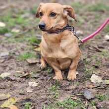 MAGDI, Hund, Dackel-Mix in Ungarn - Bild 3