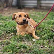 MAGDI, Hund, Dackel-Mix in Ungarn - Bild 4