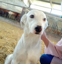 PICCOLA, Hund, Maremmano-Mix in Italien - Bild 2