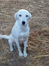 PICCOLA, Hund, Maremmano-Mix in Italien - Bild 8