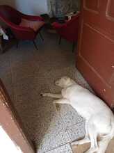 PICCOLA, Hund, Maremmano-Mix in Italien - Bild 9