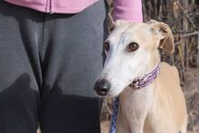 GIMENO, Hund, Galgo Español in Spanien - Bild 1