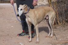 GIMENO, Hund, Galgo Español in Spanien - Bild 5