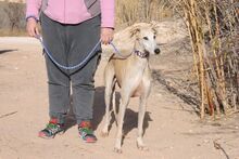 GIMENO, Hund, Galgo Español in Spanien - Bild 6