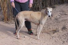 GIMENO, Hund, Galgo Español in Spanien - Bild 7