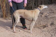 GIMENO, Hund, Galgo Español in Spanien - Bild 8