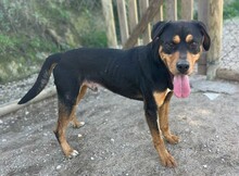 HOT, Hund, Mischlingshund in Portugal - Bild 2