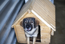 LUPA, Hund, Mischlingshund in Rumänien - Bild 2