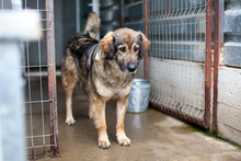 LUPA, Hund, Mischlingshund in Rumänien - Bild 3