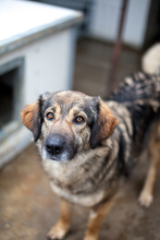 LUPA, Hund, Mischlingshund in Rumänien - Bild 5