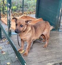 TRULLA, Hund, Mischlingshund in Großröhrsdorf