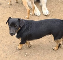 BOBITA, Hund, Mischlingshund in Rumänien - Bild 3