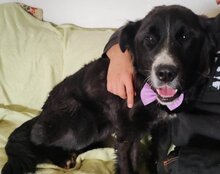 SUNNY, Hund, Mischlingshund in Kroatien - Bild 10