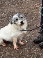 SUE, Hund, Mischlingshund in Bulgarien - Bild 1