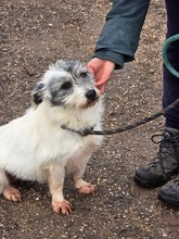 SUE, Hund, Mischlingshund in Bulgarien - Bild 3