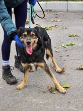 TCHIBO, Hund, Mischlingshund in Bulgarien - Bild 1