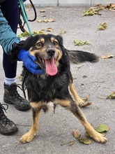 TCHIBO, Hund, Mischlingshund in Bulgarien - Bild 3