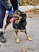 TCHIBO, Hund, Mischlingshund in Bulgarien - Bild 8