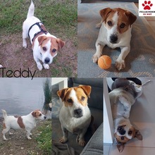 TEDDY, Hund, Jack Russell Terrier-Mix in Kitzingen - Bild 1