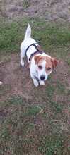 TEDDY, Hund, Jack Russell Terrier-Mix in Kitzingen - Bild 2