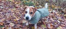 TEDDY, Hund, Jack Russell Terrier-Mix in Kitzingen - Bild 3