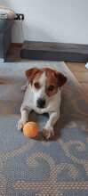 TEDDY, Hund, Jack Russell Terrier-Mix in Kitzingen - Bild 5