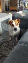 TEDDY, Hund, Jack Russell Terrier-Mix in Kitzingen - Bild 6