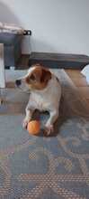 TEDDY, Hund, Jack Russell Terrier-Mix in Kitzingen - Bild 7