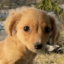 RUNIA, Hund, Mischlingshund in Griechenland - Bild 1