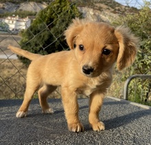 RUNIA, Hund, Mischlingshund in Griechenland - Bild 15