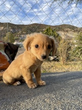 RUNIA, Hund, Mischlingshund in Griechenland - Bild 17