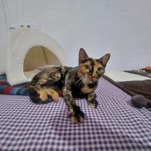 FELINA, Katze, Europäisch Kurzhaar in Spanien - Bild 5