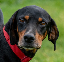 SAWYER, Hund, Mischlingshund in Portugal - Bild 1