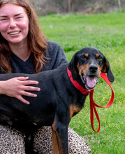 SAWYER, Hund, Mischlingshund in Portugal - Bild 3