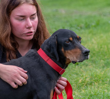 SAWYER, Hund, Mischlingshund in Portugal - Bild 5