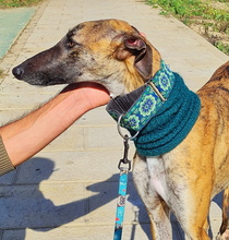 NIZZA, Hund, Galgo Español in Oedheim - Bild 4