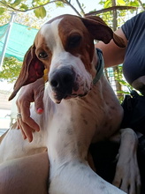 NEIL, Hund, Pointer in Raesfeld