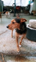 BLASCO, Hund, Deutscher Schäferhund in Spanien - Bild 12